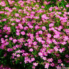 Pembe Bebek Nefesi Tohumu (200 Tohum)