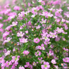 Pembe Bebek Nefesi Tohumu (200 Tohum)