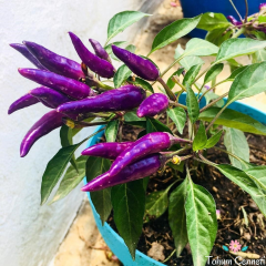 Mor Acı Cin Biber Tohumu (50 Tohum)