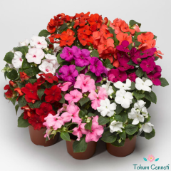 Karışık Renkli Cam Güzeli Tohumu (5 Tohum)