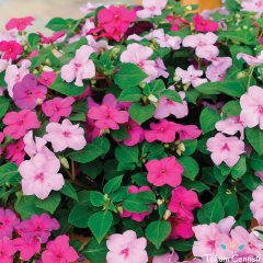 Karışık Renkli Cam Güzeli Tohumu (5 Tohum)