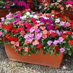 Karışık Renkli Cam Güzeli Tohumu (5 Tohum)