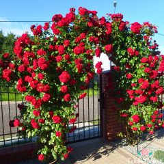 Kokulu Kırmızı Cherry Belle Sarmaşık Gül Tohumu (5 tohum)