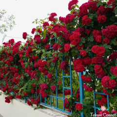 Kokulu Kırmızı Cherry Belle Sarmaşık Gül Tohumu (5 tohum)