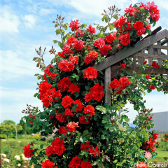 Kokulu Kırmızı Cherry Belle Sarmaşık Gül Tohumu (5 tohum)