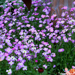 Kokulu Malcolmia (30 Tohum)