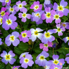 Kokulu Malcolmia (30 Tohum)