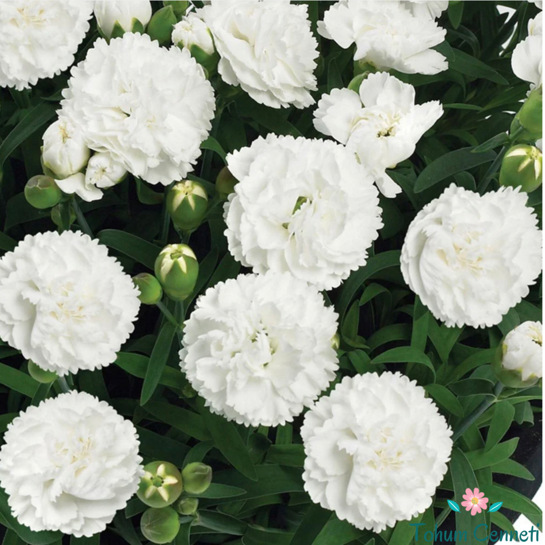 Beyaz Renkli Kokulu Karanfil Tohumu (20 Tohum)