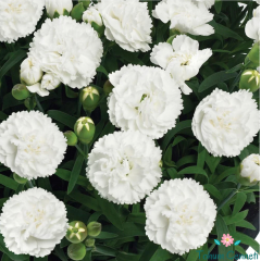 Beyaz Renkli Kokulu Karanfil Tohumu (20 Tohum)