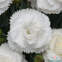 Beyaz Renkli Kokulu Karanfil Tohumu (20 Tohum)