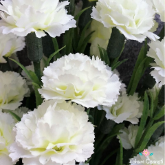 Beyaz Renkli Kokulu Karanfil Tohumu (20 Tohum)