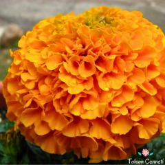 İri Kafa Turuncu Kadife Çiçeği Tohumu (25 Tohum)