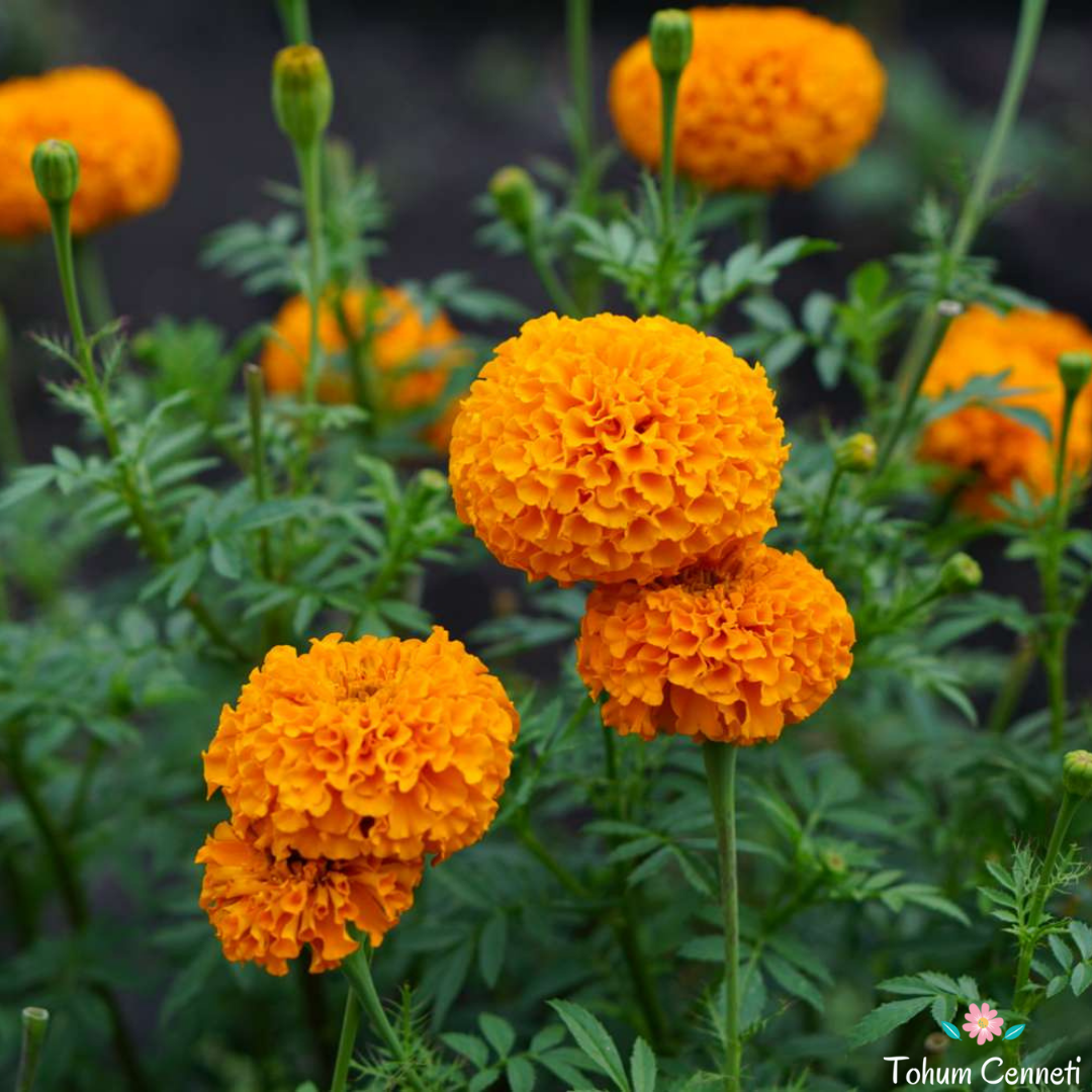 İri Kafa Turuncu Kadife Çiçeği Tohumu (25 Tohum)