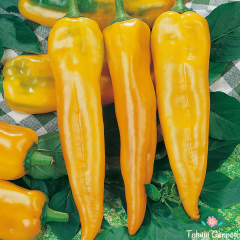 Geleneksel Sarı Kapya Biber Tohumu (100 Tohum)
