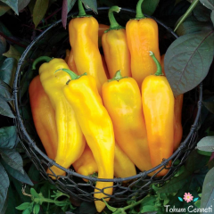 Geleneksel Sarı Kapya Biber Tohumu (100 Tohum)