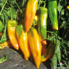 Geleneksel Sarı Kapya Biber Tohumu (100 Tohum)