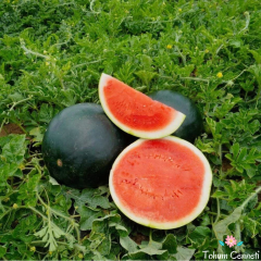 Geleneksel Siyah Elmas Karpuz Tohumu (25 Tohum)