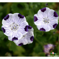 Nemophila Maculata Tohumu (25 Tohum)