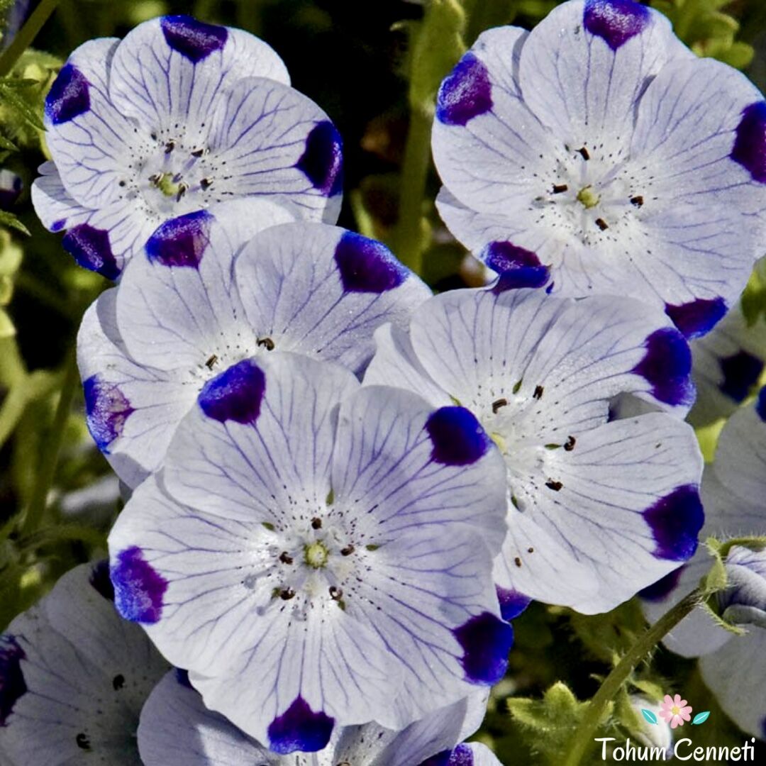 Nemophila Maculata Tohumu (25 Tohum)