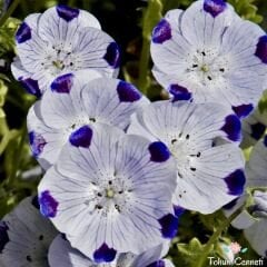 Nemophila Maculata Tohumu (25 Tohum)
