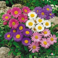 Papatya Çiçekli Aster Tohumu (30 Tohum)