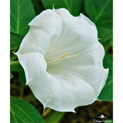 Beyaz Datura Çiçeği Tohumu (10 Tohum)