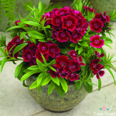 Kokulu Dianthus Barbatus Tohumu (50 Tohum)