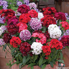 Kokulu Dianthus Barbatus Tohumu (50 Tohum)