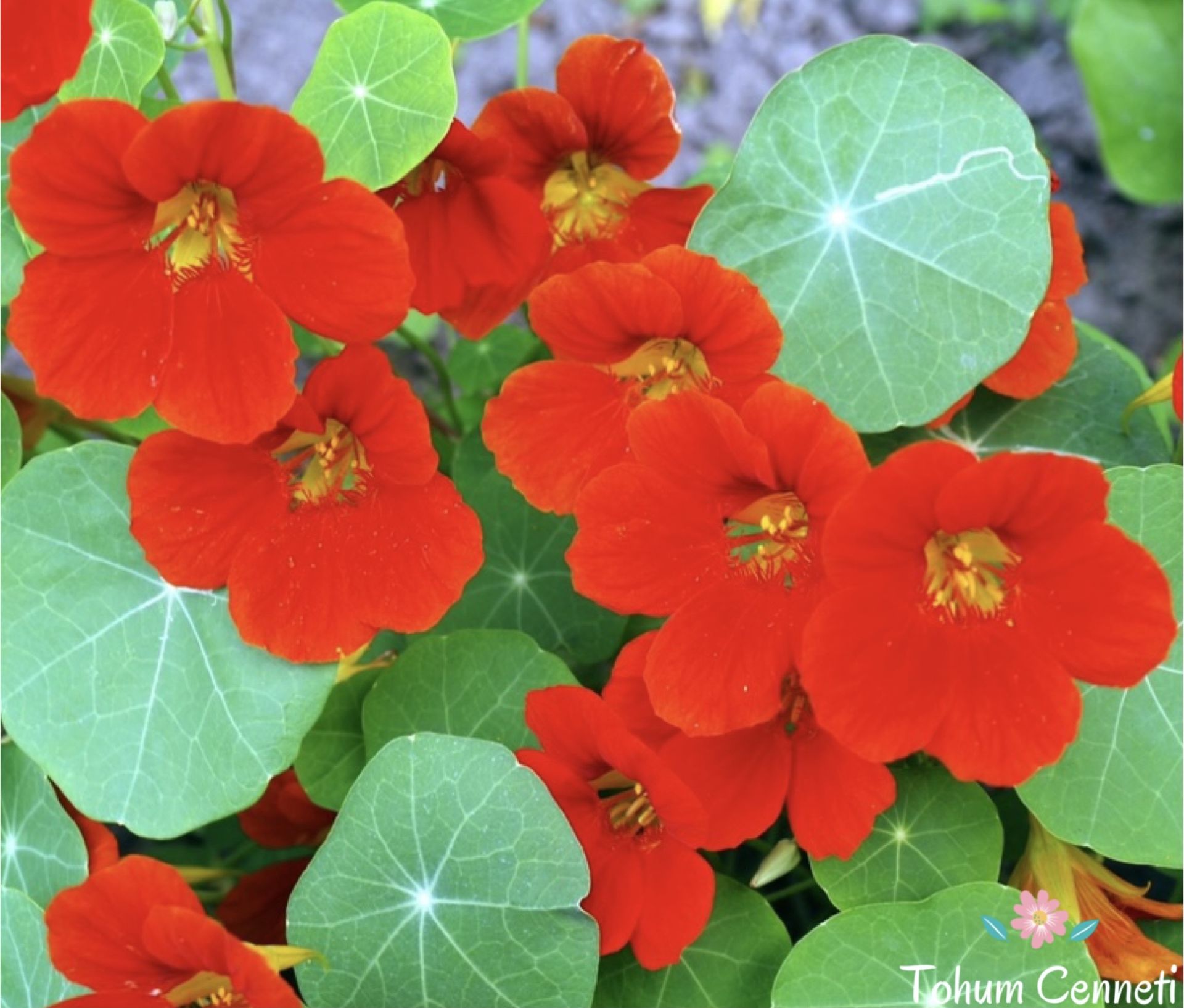 Sarmaşık Kırmızı Latin Çiçeği Tohumu (5 Tohum)