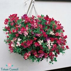 Sarmaşık Itırşahi Çiçeği Tohumu (3 Tohum)