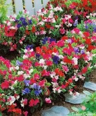 Sarmaşık Itırşahi Çiçeği Tohumu (3 Tohum)