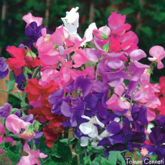 Sarmaşık Kokulu Tatlı Bezelye (3 Tohum)