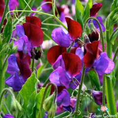 Sarmaşık Kokulu Tatlı Bezelye (3 Tohum)