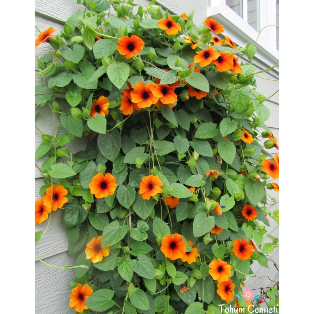 Sarmaşık Karagözlü Suzan Tohumu (5 Tohum)