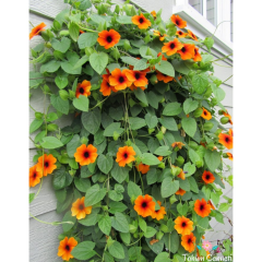 Sarmaşık Karagözlü Suzan Tohumu (5 Tohum)