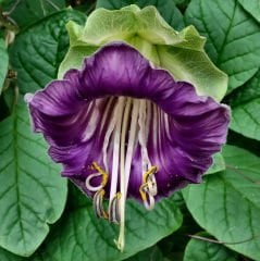 Sarmaşık Katedral Çanı Tohumu (3 Tohum)