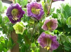 Sarmaşık Katedral Çanı Tohumu (3 Tohum)