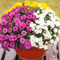 Karışık Renkli Kasımpatı Tohumu (30 Tohum)