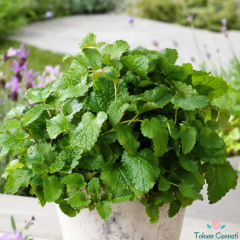 Melisa Oğul Otu Tohumu (25 Tohum)