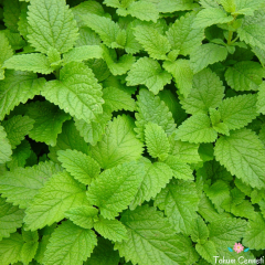 Melisa Oğul Otu Tohumu (25 Tohum)