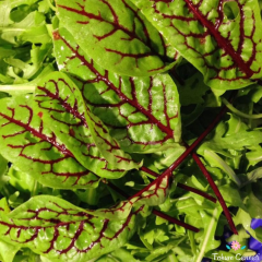 Kırmızı Kuzu Kulağı Tohumu (25 Tohum)