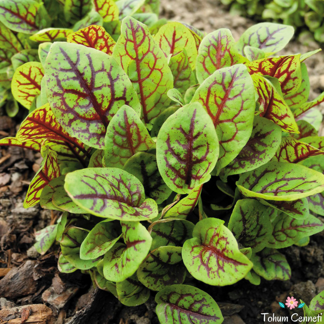 Kırmızı Kuzu Kulağı Tohumu (25 Tohum)