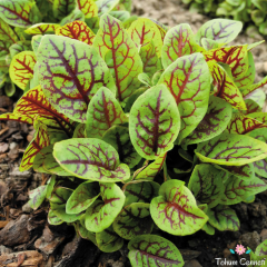 Kırmızı Kuzu Kulağı Tohumu (25 Tohum)