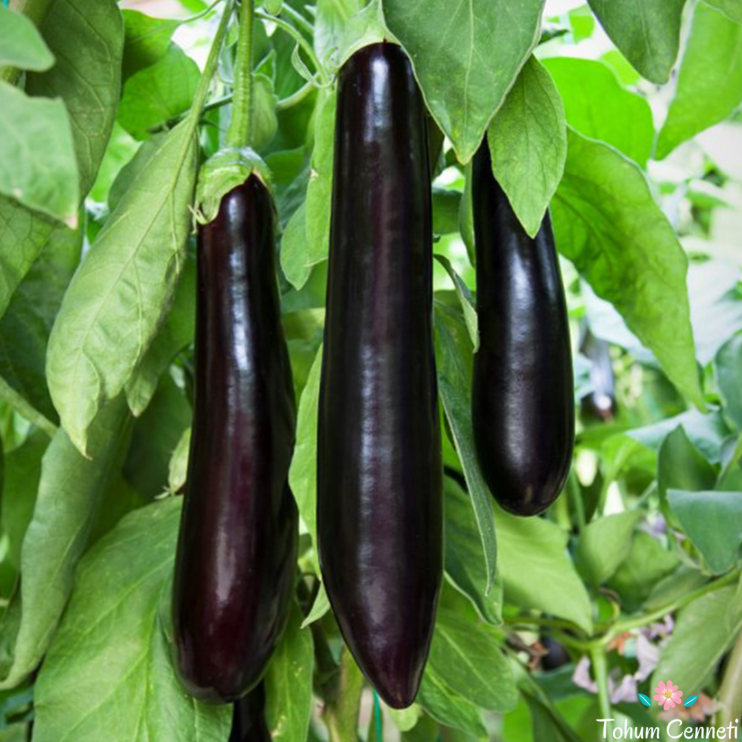 Kemer Patlıcan Tohumu (500 Tohum)