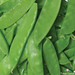 Yaprak Bezelye Tohumu (25 Tohum)