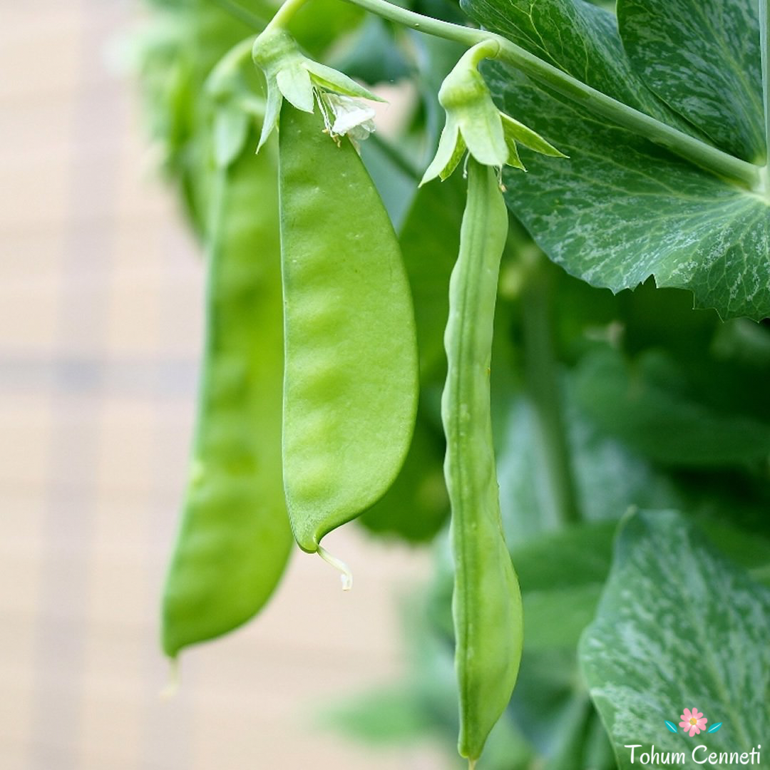 Yaprak Bezelye Tohumu (25 Tohum)