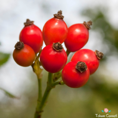 Kuşburnu Tohumu (5 Tohum)