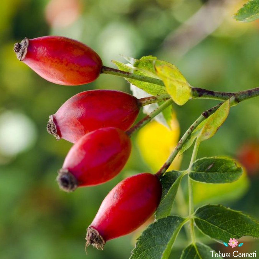 Kuşburnu Tohumu (5 Tohum)