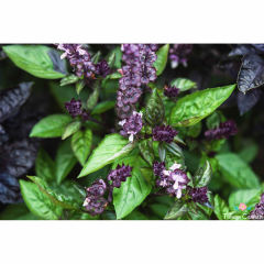 Tarçın Kokulu Fesleğen Tohumu (50 Tohum)