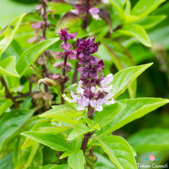 Tarçın Kokulu Fesleğen Tohumu (50 Tohum)